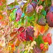 Autumn Colors Of Virginia Creeper Poster