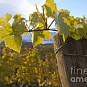 Autumn Grape Leaves Poster