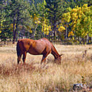 Autumn High Country Horse Grazing Poster