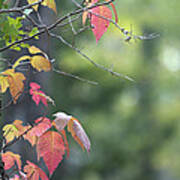 Autumn Ivy 2 Poster