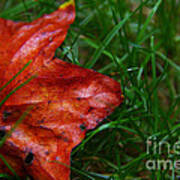 Autumn Leaf Poster