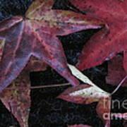 Autumn Leaves Of Red Poster