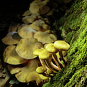 Autumn Mushrooms Poster