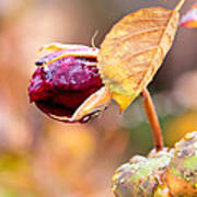 Autumn Rosebud Poster