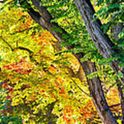 Autumn Season Leaves In Full Glory Poster