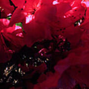 Azalea Abstract Poster