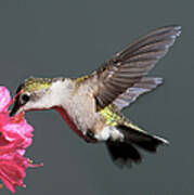 Azalea And The Hummingbird Poster
