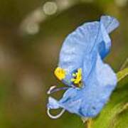 Baby Blue Commelina Poster