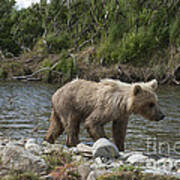 Baby Brown Bear Cub Walking Along Shore Of Funnel Creek Poster
