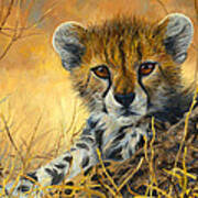 Baby Cheetah Poster