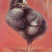 Baby Chick Poster