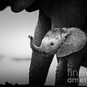 Baby Elephant Next To Cow Poster