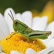 Baby Grasshopper On Daisy Poster