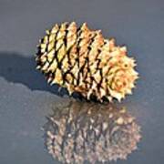 Baby Pine Cone Poster