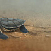 Baby Turtle Poster