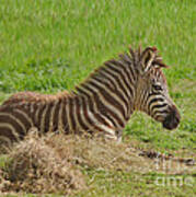 Baby Zebra Resting Poster