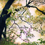 Backlit Blossom Poster