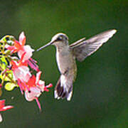 Backlit Fuchsia And Hummer Poster