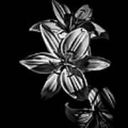 Backyard Flowers In Black And White 9 Poster