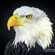 Bald Eagle Hailaeetus Leucocephalus Wildlife Rescue Poster