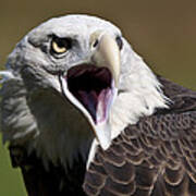 Bald Eagle Haliaeetus Leucoephalus Poster
