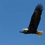 Bald Eagle In Flight Poster