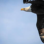 Bald Eagle In Flight Poster