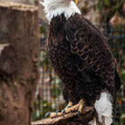 Bald Eagle Poster