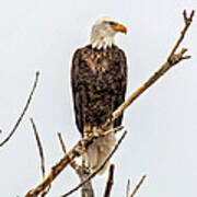 Bald Eagle On A Branch Poster