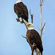 Bald Eagle Pair Perched Poster