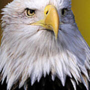 Bald Eagle Portrait Poster
