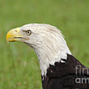 Bald Eagle Portrait Poster