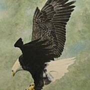 Bald Eagle Poster