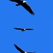Bald Eagle Triptych Poster