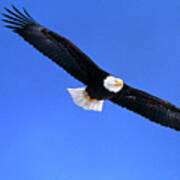 Bald Eagle Poster