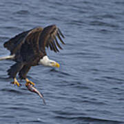 Bald Eagle With A Fish Poster