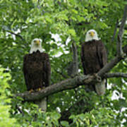 Bald Eagles Poster