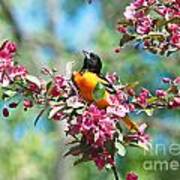 Balitmore Oriole And Apple Blossoms Poster