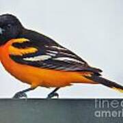 Baltimore Oriole Male Poster