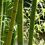 Bamboo 1 Poster