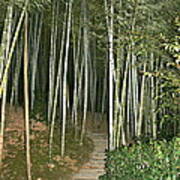 Bamboo Forest Pathway Poster