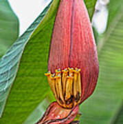 Banana Tree Flower Poster