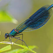 Banded Demoiselle Damselfy Male Poster