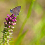 Banded Hairstreak Butterfly Poster