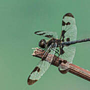 Banded Pennant Poster