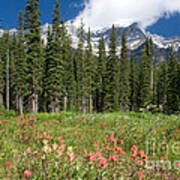 Banff Wildflowers Poster