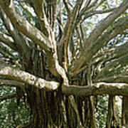 Banyan Tree Stretches In All Poster