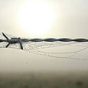 Barb Wire With Web And Dew Poster