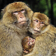 Barbary Macaque Family Poster