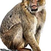Barbary Macaque Poster